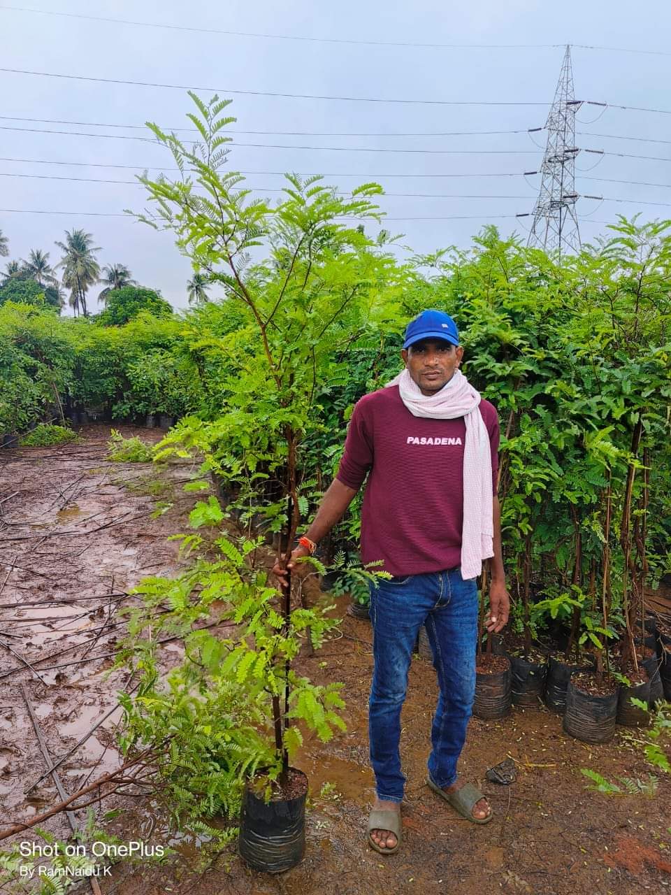 Reforestation in progress