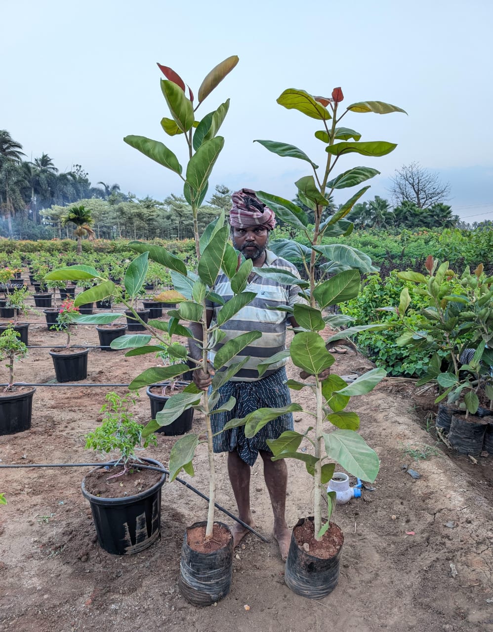 Carbon sequestration