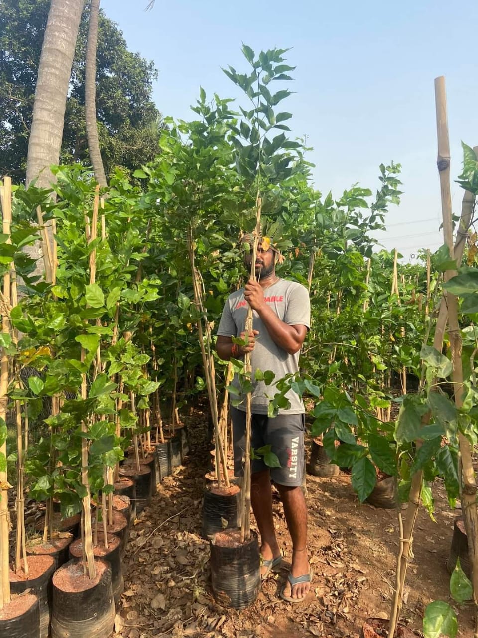 Traditional knowledge